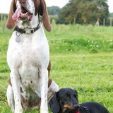 Foto van Tamara,Kallista & Marcel, Hercule †, Yordi †