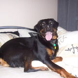ik ben Maxx, een 6 jr oude Reu kruising Rottweiler/Labrador tekeningen…
