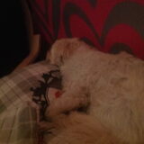 Foto van Sigrid, Sandy, Diva & Nala