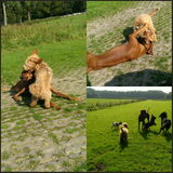 Foto van Suzanne & Senna