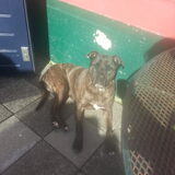 chinees boy aan het zonnen haha
