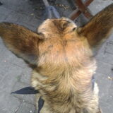 Foto van Dutchshepherdteam