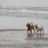 Foto van Inge, baasje van Gina, Flynn en Wobbe