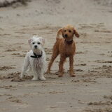 Foto van Inge, baasje van Gina, Flynn en Wobbe