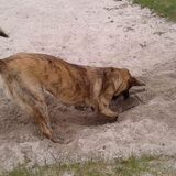 Foto van Dutchshepherdteam