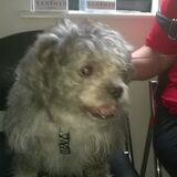 10september naar dierenarts geweest met chloe (foto) en boomer controle…