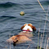 pak de bal