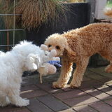 Foto van Inge, baasje van Gina, Flynn en Wobbe