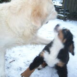 Foto van Lisa & doggs