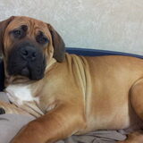 Foto van Rip diesel, King en hummer