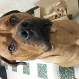 Foto van Rip diesel, King en hummer