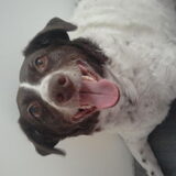 Foto van DogsWithLoes