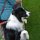 Belgian Border Collie Club show 14-09-14