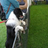 Belgian Border Collie Club show 14-09-14