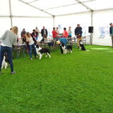 Belgian Border Collie Club show 14-09-14