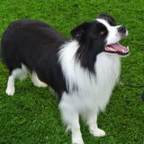 Belgian Border Collie Club show 14-09-14