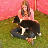 Belgian Border Collie Club show 14-09-14