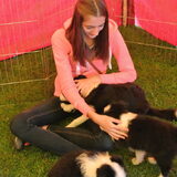 Belgian Border Collie Club show 14-09-14