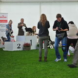 Belgian Border Collie Club show 14-09-14