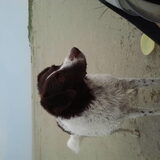 Aan het strand op Ameland