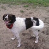 Foto van DogsWithLoes
