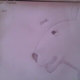 Bull Terrier