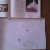 Bull Terrier