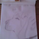 Shar Pei