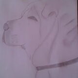 Shar Pei