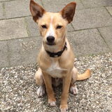 Onze mooie Bobby....