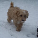 Foto van thea