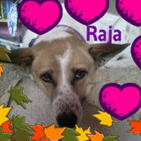 Raja in 2009, nu twee keer zo dik als bij aankomst!!!