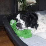 Foto van Angelique; Bruno, Charlie & Fenna