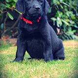 Bo, 9 weekjes!
