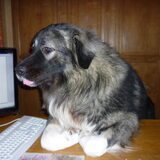 Brutus, een verstandige hond !