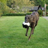 Foto van Tom -  (Speedy & Jacky†) - Milo & Ozzy.