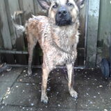 Foto van Dutchshepherdteam