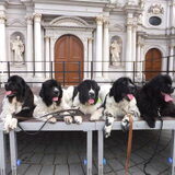 Onze 5 Newfy's