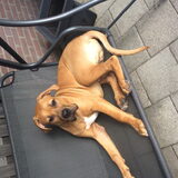 Zo papa ga jij maar op een tuinstoel zitten. Maar de schommelgang is…