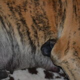 Foto van Of Devoted Dogs