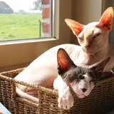 Foto van Tamara,Kallista & Marcel, Hercule †, Yordi †