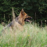 Hertha op de uitkijk.In het hoge gras.