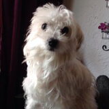 mijn moppie mindy... hebben we in april in moeten laten slapen..... 12…