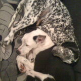 zo slapen de doggy's samen. of op elkaar of tegen elkaar