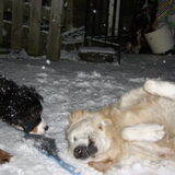 Foto van Lisa & doggs