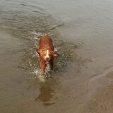 Foto van Sigrid, Sandy, Diva & Nala