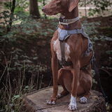 Lekker lang gewandeld, 2 uur, in het Leuvenumse Bos (28-9-2014)