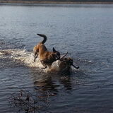 Foto van Dutchshepherdteam
