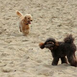 Foto van Inge, baasje van Gina, Flynn en Wobbe