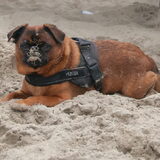 Foto van Randje